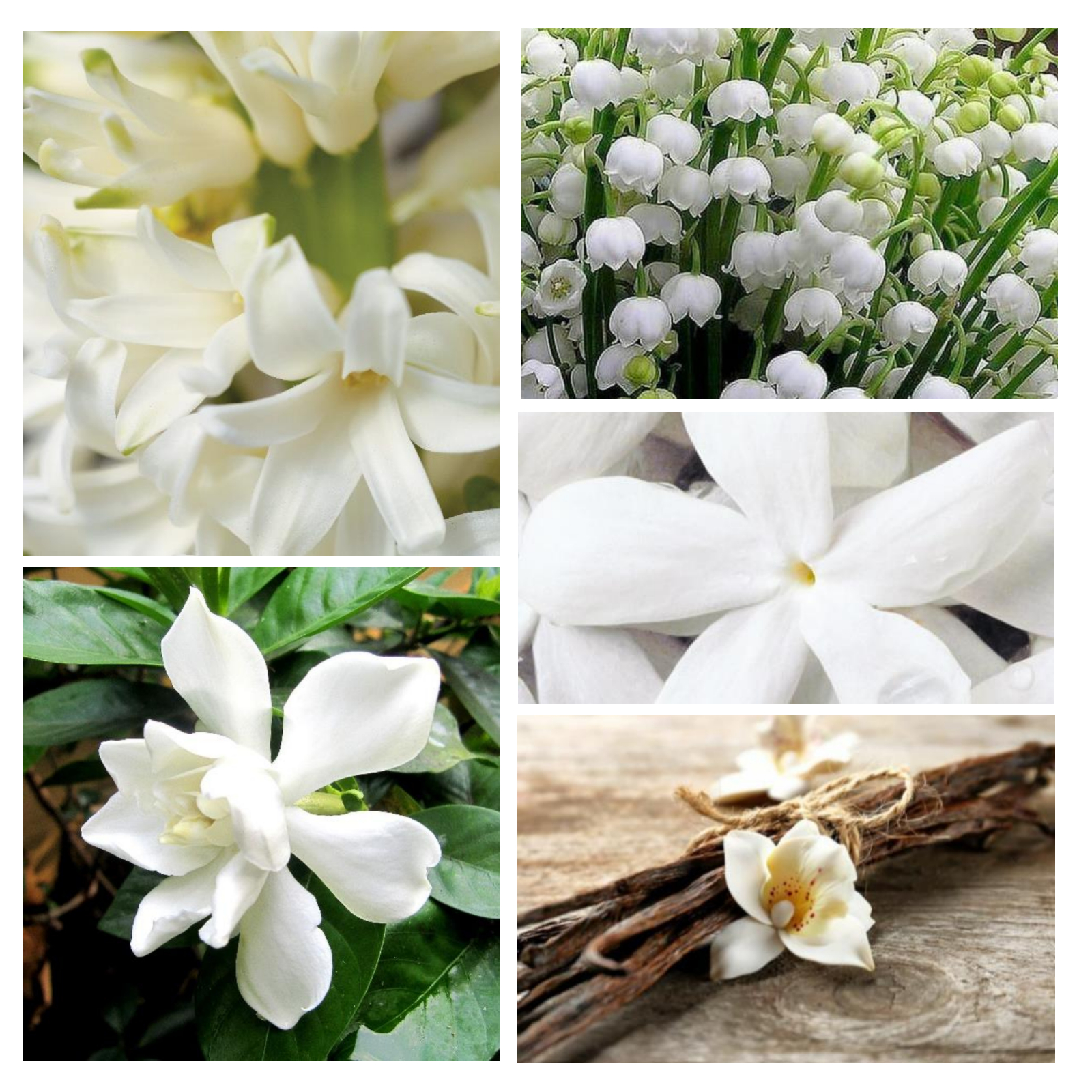 F2%20Florale%20alternative%20au%20parfum